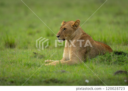 Lioness lies behind grassy mound on savannah 120028723