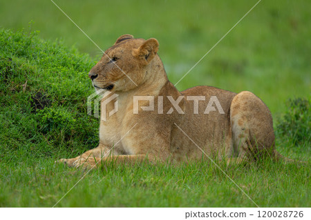 Lioness lies by grassy mound in rain Lioness lies by grassy mound in rain 120028726