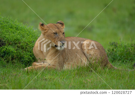 Lioness lies by grassy mound turning head 120028727