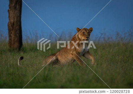 Lioness lies down in grass near tree Lioness lies down in grass near tree 120028728