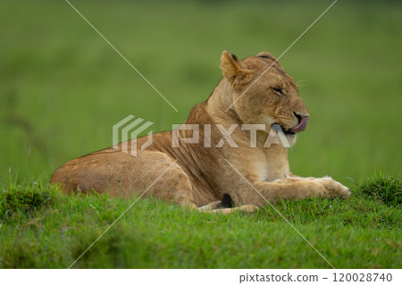 Lioness lies on grassy mound licking lips 120028740
