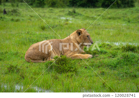 Lioness lies on grassy mound near puddles Lioness lies on grassy mound near puddles 120028741