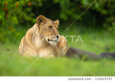 Lioness lies on short grass cocking head Lioness lies on short grass cocking head 120028747
