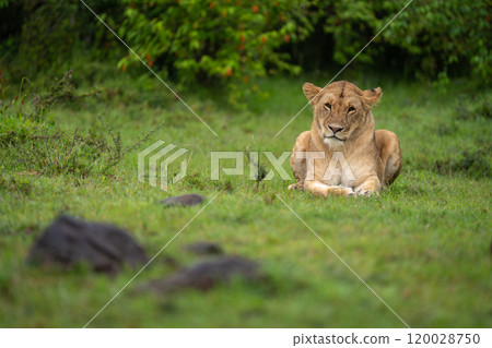 Lioness lies on short grass near bushes Lioness lies on short grass near bushes 120028750