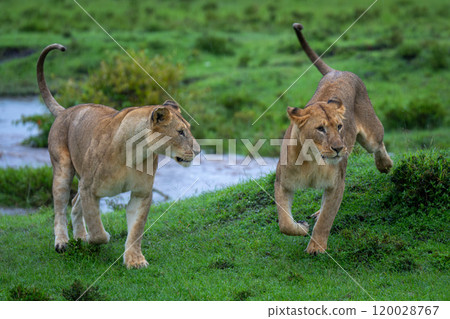 Lioness runs past another with river behind Lioness runs past another with river behind 120028767
