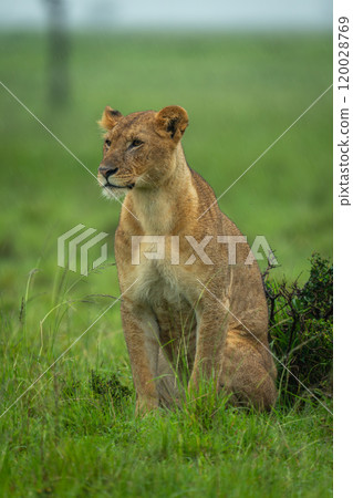 Lioness sits by bush in heavy rain Lioness sits by bush in heavy rain 120028769