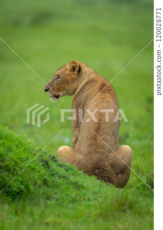 Lioness sits by grassy mound turning head Lioness sits by grassy mound turning head 120028771