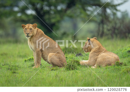 Lioness sits on grass near prone sister Lioness sits on grass near prone sister 120028776