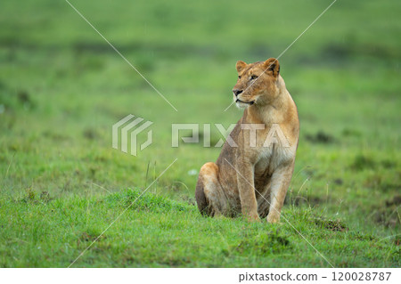 Lioness sits on short grass turning head Lioness sits on short grass turning head 120028787