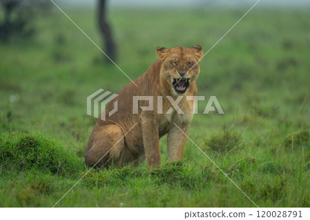Lioness sits yawning on grassland in rain 120028791