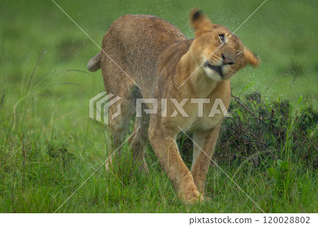 Lioness standing shaking off rain from head 120028802