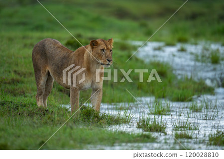 Lioness stands by water in flooded savannah Lioness stands by water in flooded savannah 120028810