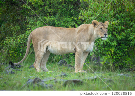 Lioness stands in rocky grassland watching camera Lioness stands in rocky grassland watching camera 120028816