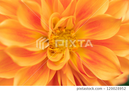 Dahlia Autumn Image Dahlia Autumn Image 120028952