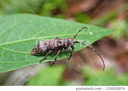 Pterolophia caudata 120028974