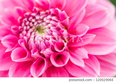 大麗花/秋天圖片 120029068