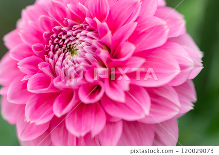 Dahlia Autumn Image 120029073