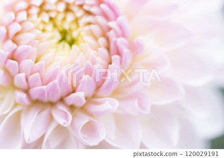 Dahlia Autumn Image Dahlia Autumn Image 120029191