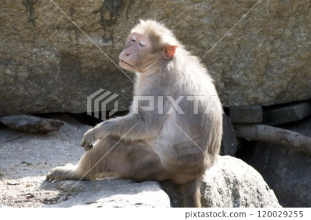 A faint-hearted monkey A faint-hearted monkey 120029255