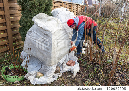 Winter Protection for Garden, winter shelter for garden plants, shelter rhododendrons 120029308