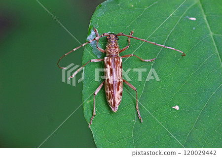 Aeolesthes chrysothrix Aeolesthes chrysothrix 120029442