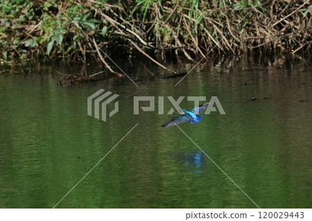 Water surface landscape where a kingfisher flies 120029443