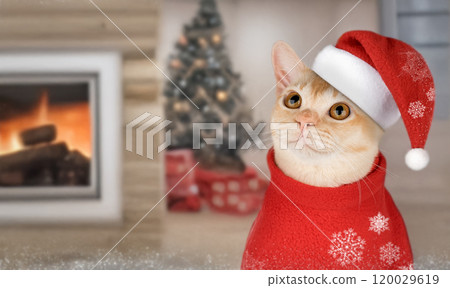 Adorable Burmese kitten in Santa hat. Adorable Burmese kitten in Santa hat. 120029619