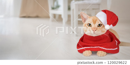 Adorable Burmese kitten in Santa hat. Adorable Burmese kitten in Santa hat. 120029622