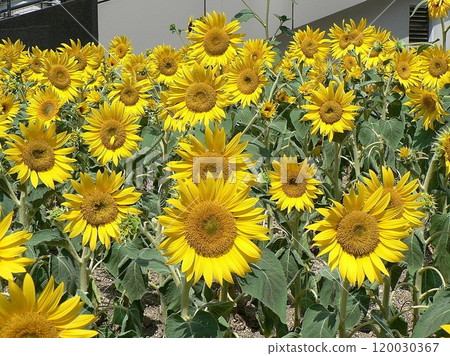 Yellow sunflowers 120030367