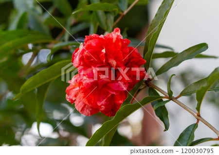 red flower graden plant nature red flower graden plant nature 120030795