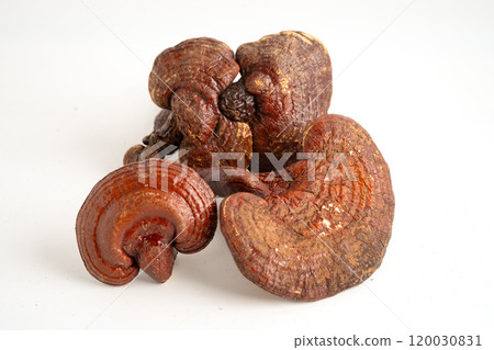Lingzhi or Reishi mushroom with capsules, organic natural healthy food. 120030831