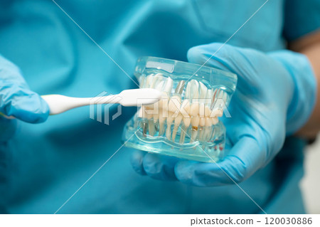 Asian dentist holding dental teeth model for learn about dentistry. Asian dentist holding dental teeth model for learn about dentistry. 120030886