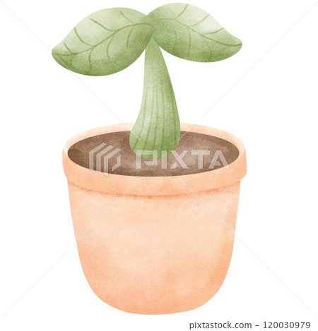 Green plants in pots 120030979