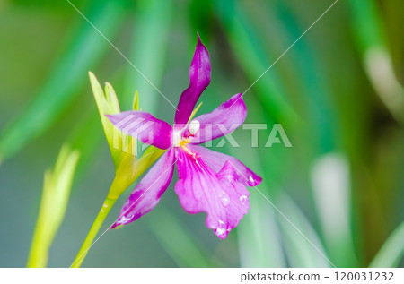 Beautiful orchid flowers 120031232