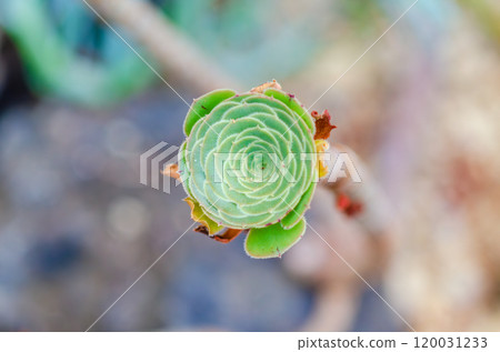 Beautiful succulents 120031233