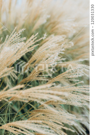 Abstract natural background of soft plants Cortaderia selloana. Pampas grass on a blurry bokeh, Dry reeds boho style. Fluffy stems of tall grass in autumn, soft focus. High quality photo 120031330