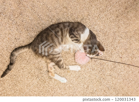 Cat playing with toy on floor indoor Cat playing with toy on floor indoor 120031343