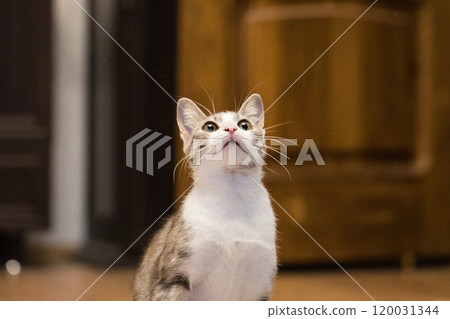 Playful Tabby Cat Looking Up Playful Tabby Cat Looking Up 120031344
