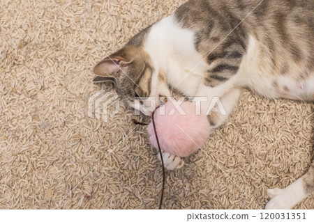 Tabby cat plays with a fluffy ball toy at home Tabby cat plays with a fluffy ball toy at home 120031351