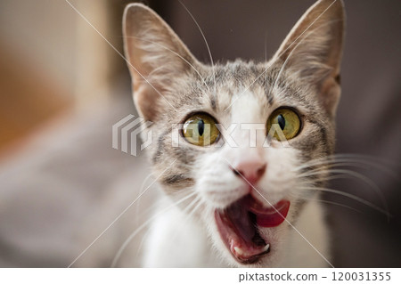 Kitten pet licking it's nose, indoor portrait Kitten pet licking it's nose, indoor portrait 120031355