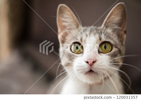 Beautiful tabby cat posing for the camera Beautiful tabby cat posing for the camera 120031357