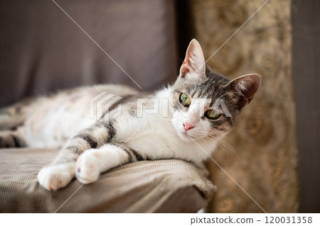 White and grey tabby cat lying on its back belly, cute and happy expression in living room White and grey tabby cat lying on its back belly, cute and happy expression in living room 120031358
