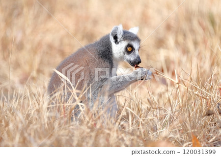 Wolverine lemur Wolverine lemur 120031399
