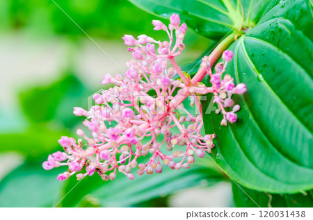 粉紅色的花和綠葉 粉紅色的花和綠葉 120031438
