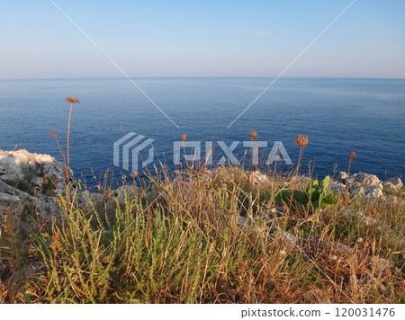 Meadow in the south of Portugal Meadow in the south of Portugal 120031476