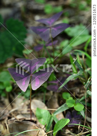 Oxalis triangularis, the "purple dance" with its distinctive leaves 120031673