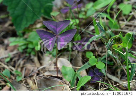 葉子獨特的「紫舞」酢漿草 120031675