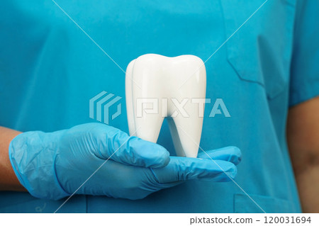 Dentist holding dental implant, artificial tooth roots into jaw, root canal of dental treatment, gum disease, teeth model for dentist. 120031694