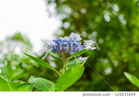Blue hydrangea flowers 120031695