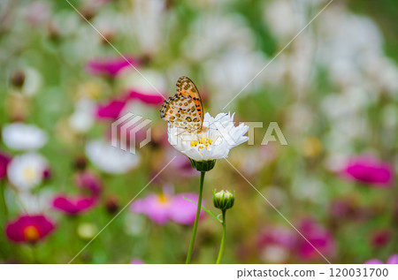 Cosmos and the Swallowtail Butterfly 120031700